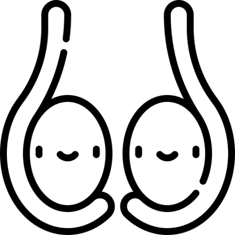 testicule