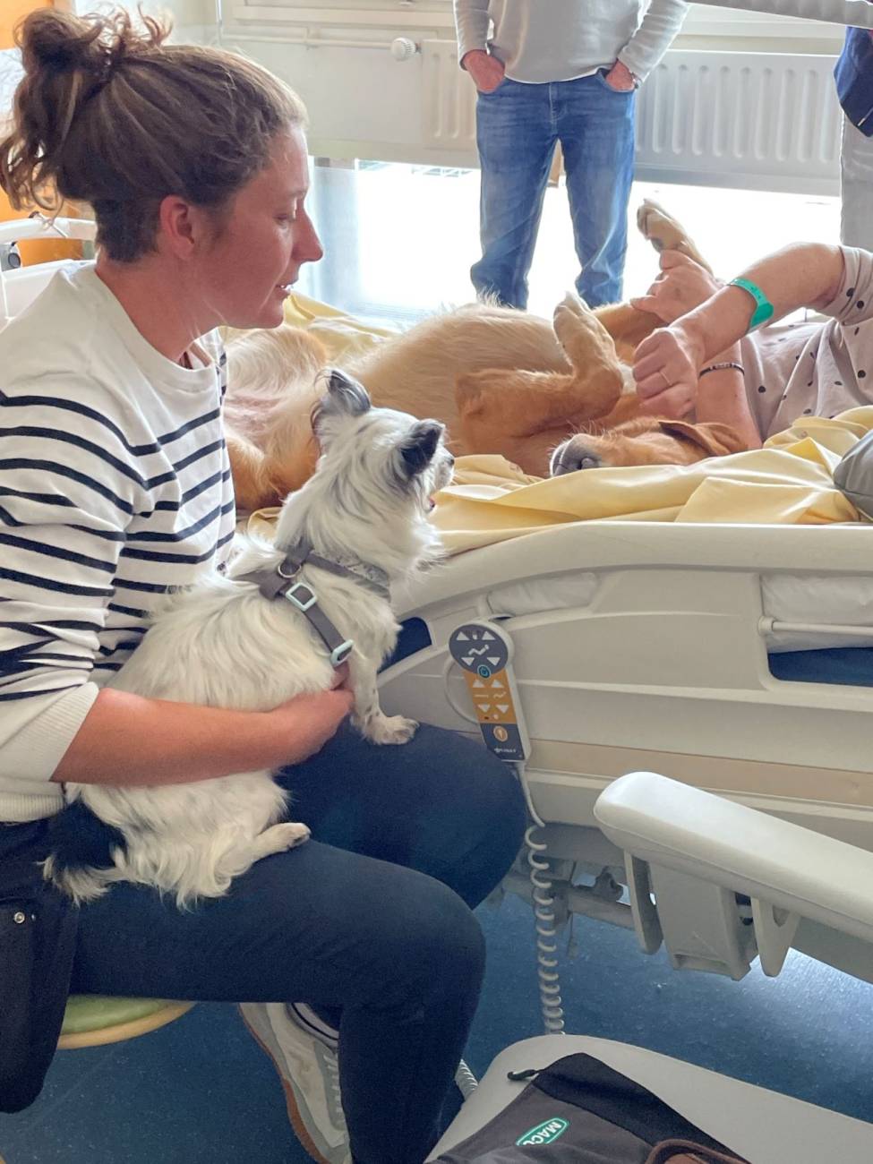 médiation canine