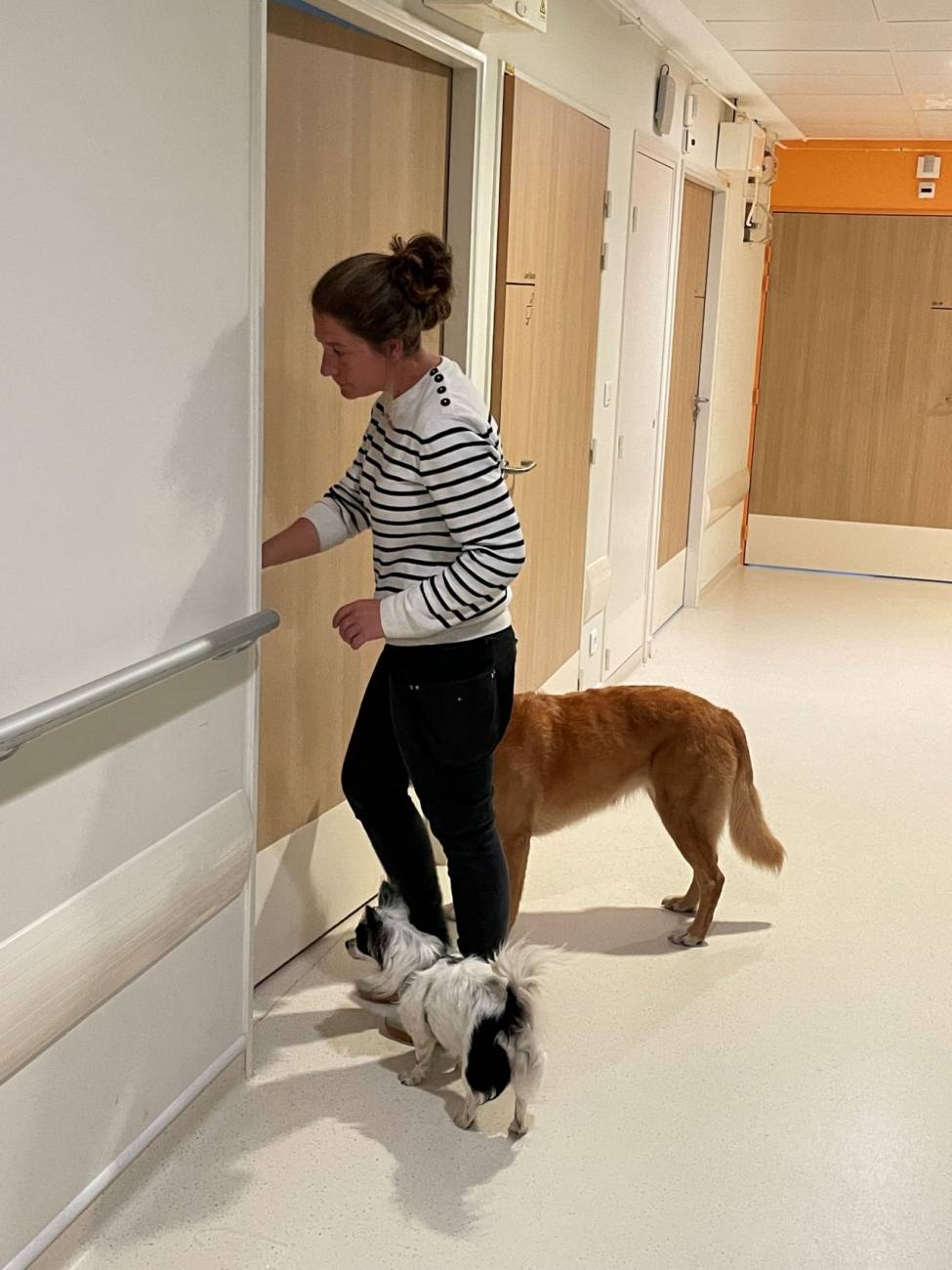 médiation canine