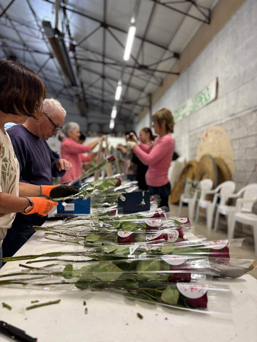 une rose un espoir
