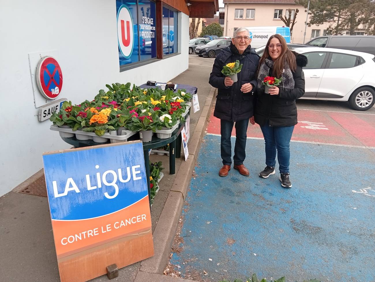 Primevères